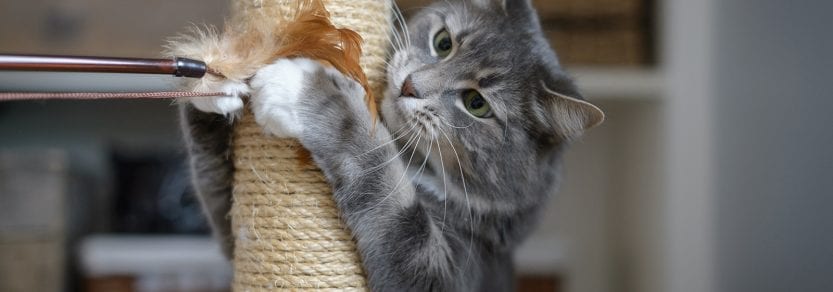 Cat using scratching post and playing with a wand toy