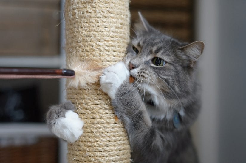 How to make your cat stop scratching outlet furniture