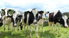 Cattle enjoying the sun BC SPCA FarmSense