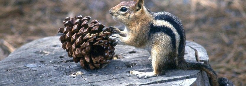 Wild chipmunk on stump with paws on a pinecone