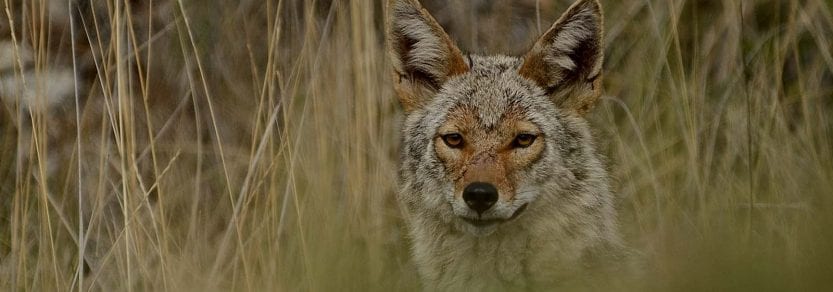 Wild coyote in tall long grass