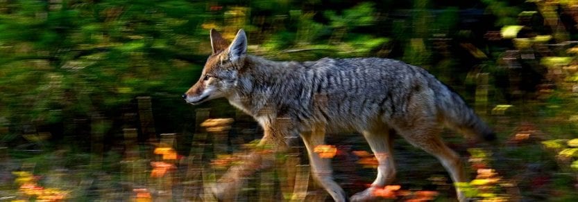 Running action shot of wild coyote
