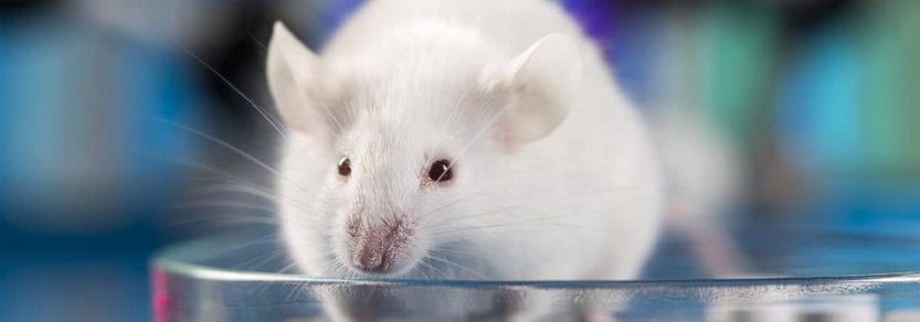 Take action for animal welfare