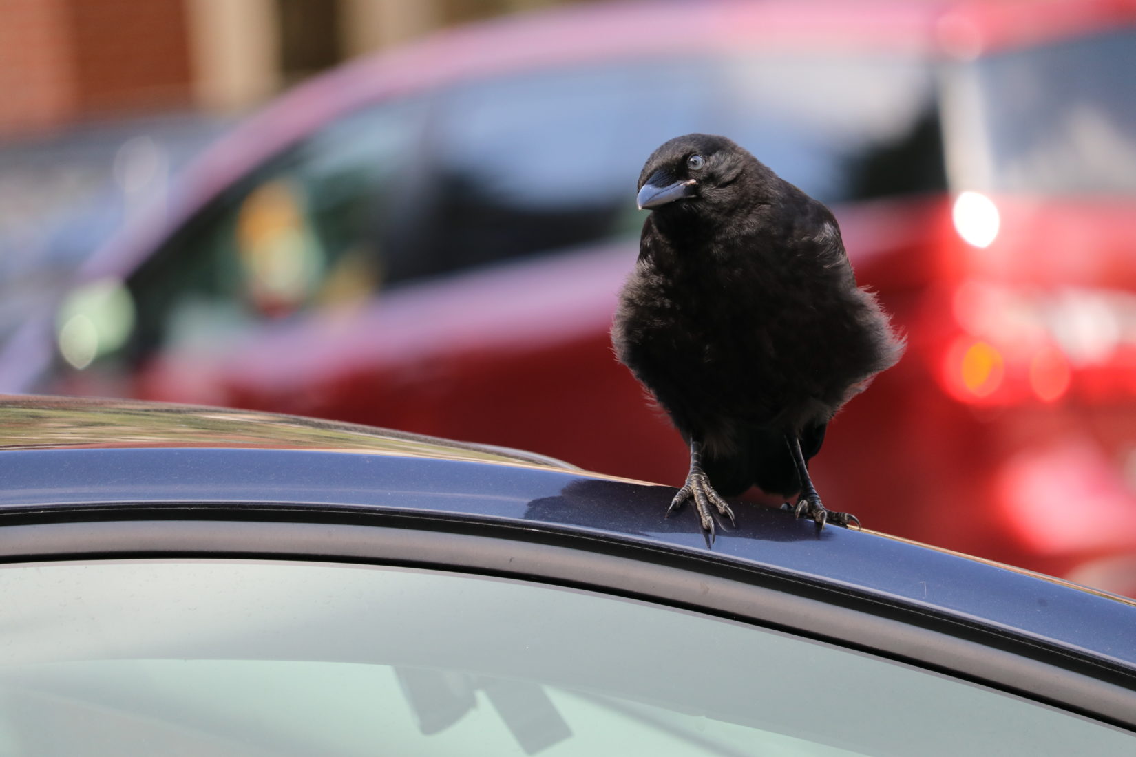 Cawfully close! Understanding crow nesting season BC SPCA