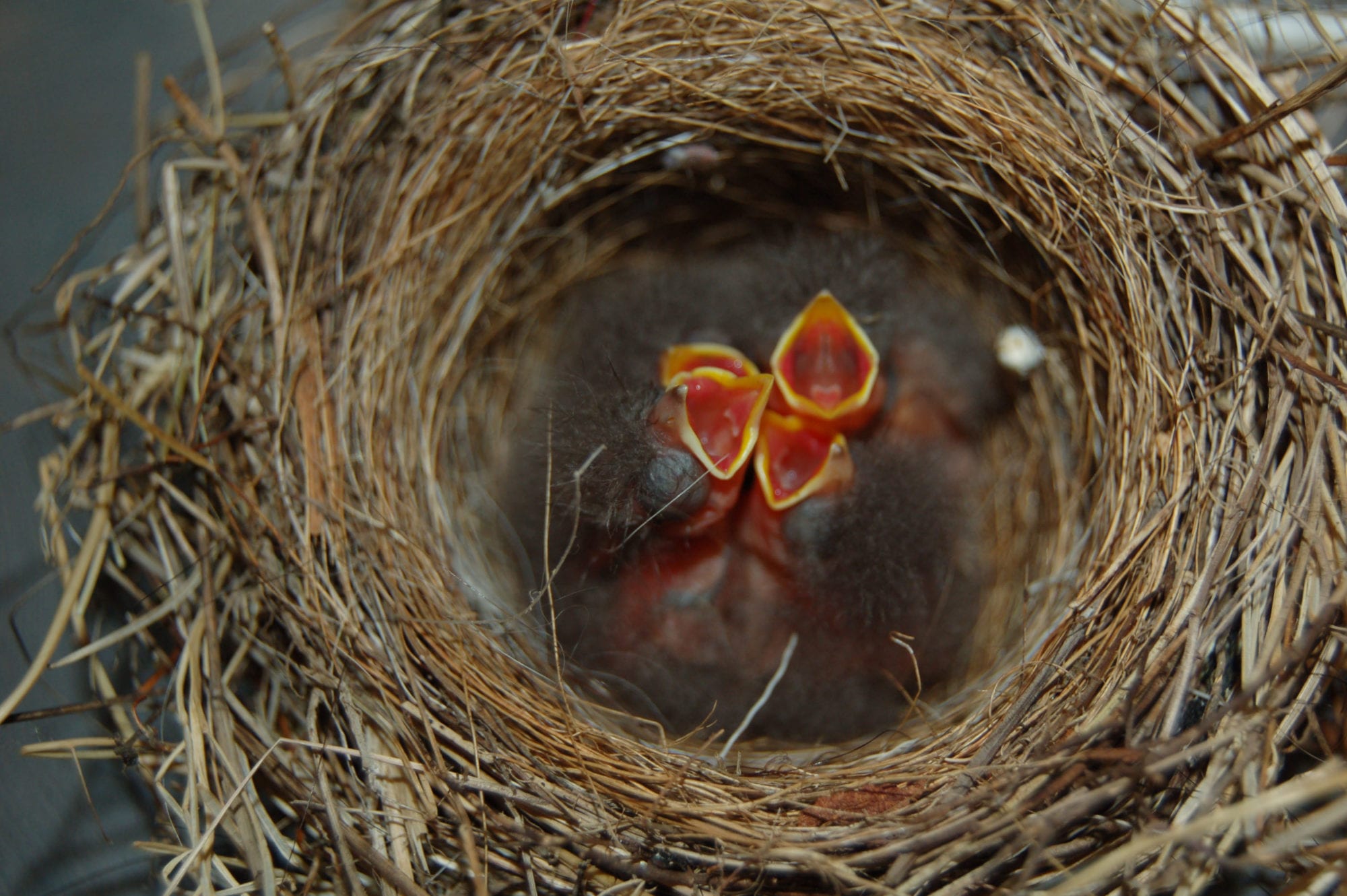 bird in the nest