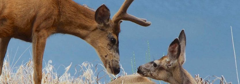 Wild deer on dried grass buck and young deer looking at each other