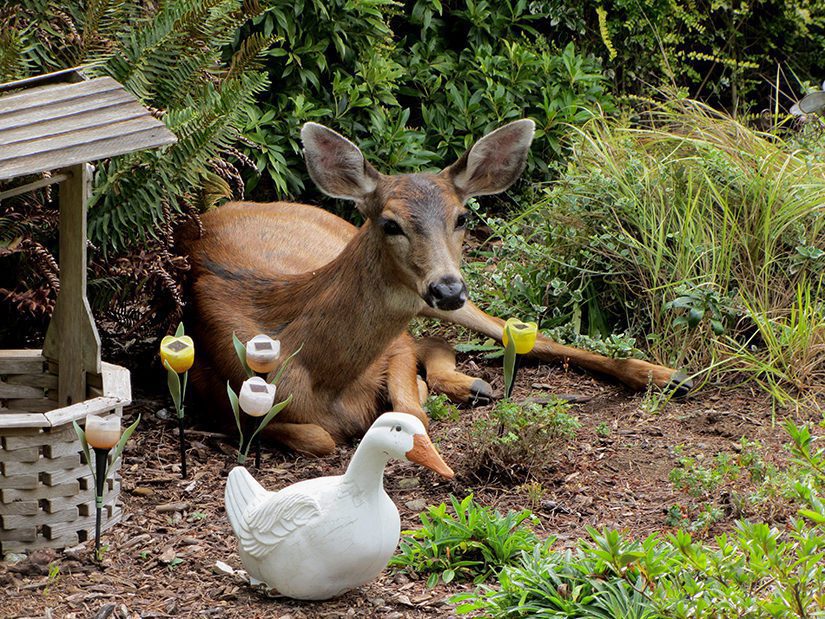 Deer laying in garden.