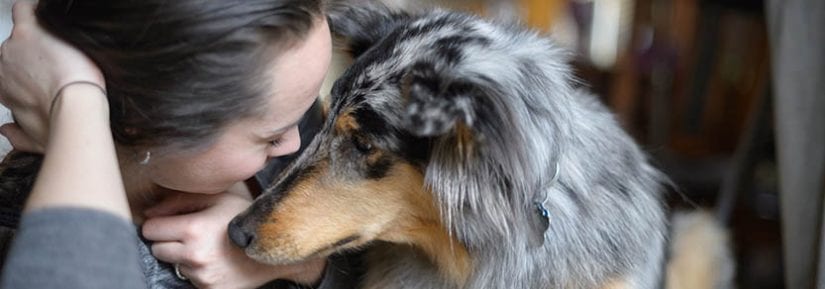 bc spca adoptable animals