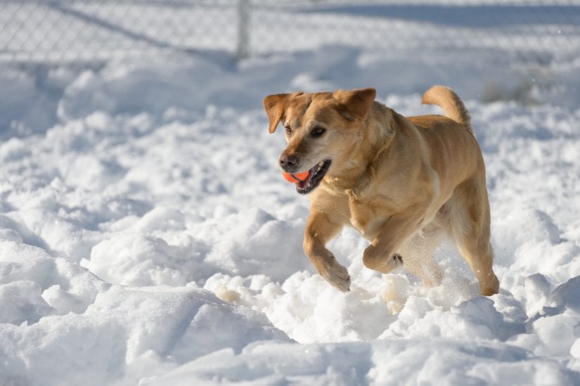 how cold freezing cold can feet labrador retriever