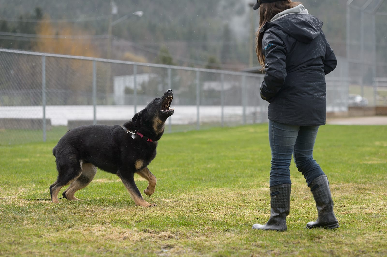 Собаки часто лают. Barking Dog. A person Barking with Dog. 2) Don’t keep a Dog and Bark yourself. – Не держи собаку, если лаешь сам..