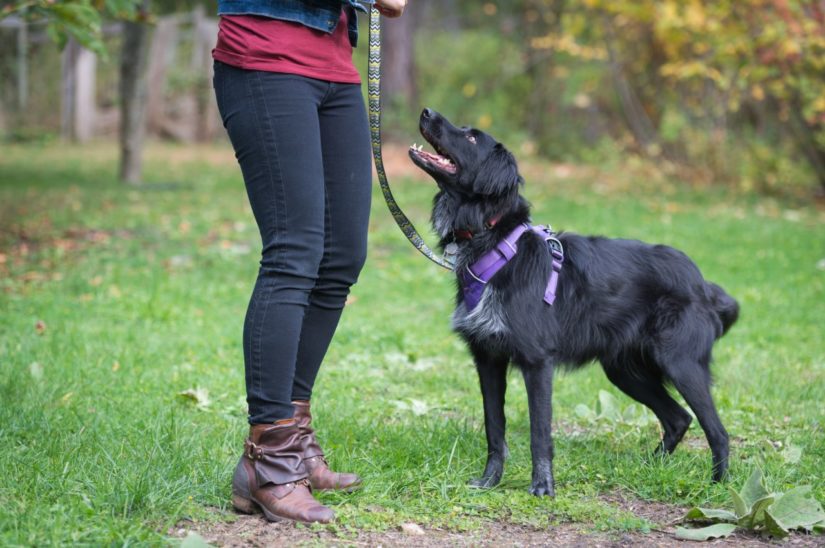 The Health Benefits Of Living With Pets