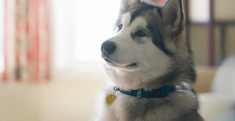 how do you wear a puppy indoors