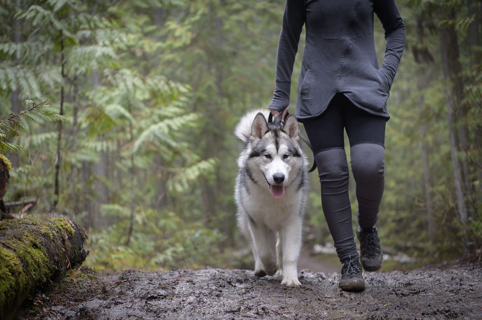 Hiking shop with huskies