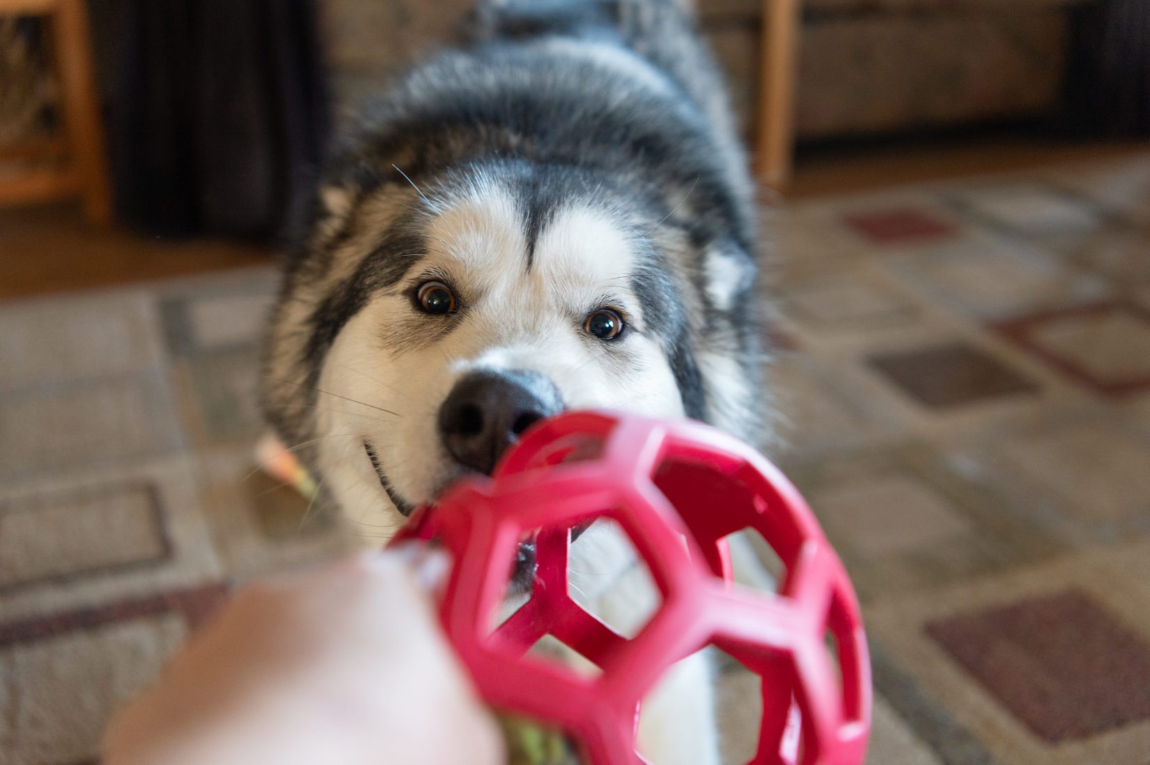 How to Keep Your Dog Entertained Indoors