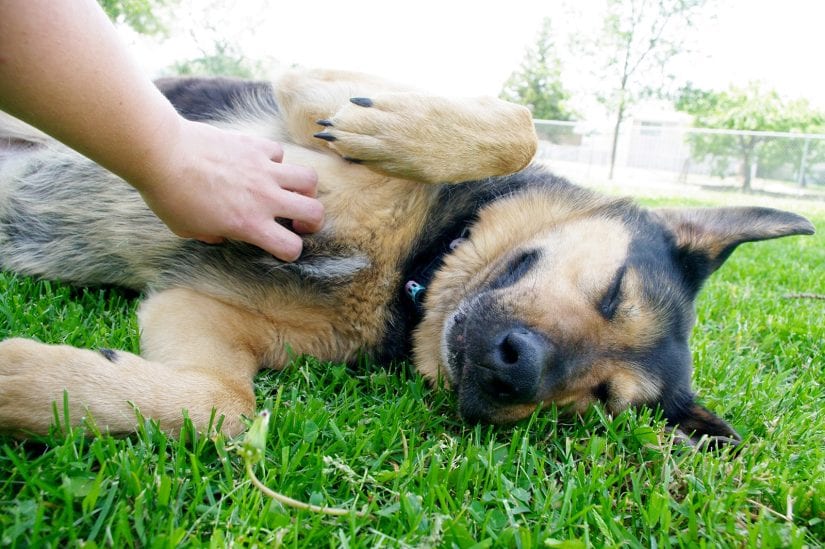 are neutered dogs happier