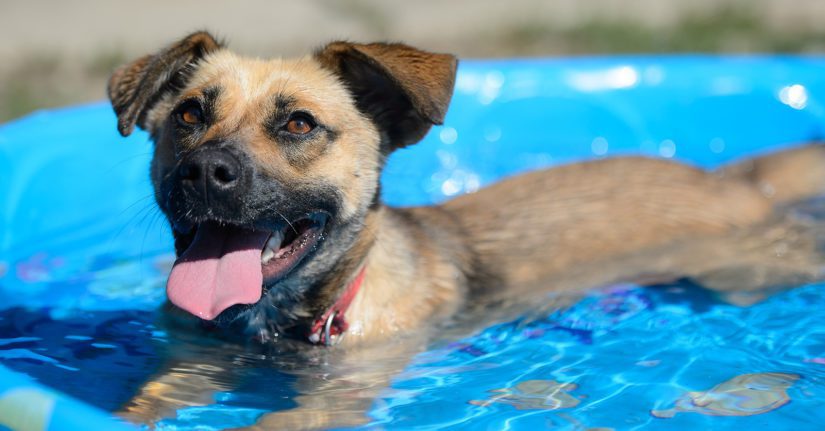 how do you keep dogs cool in hot weather