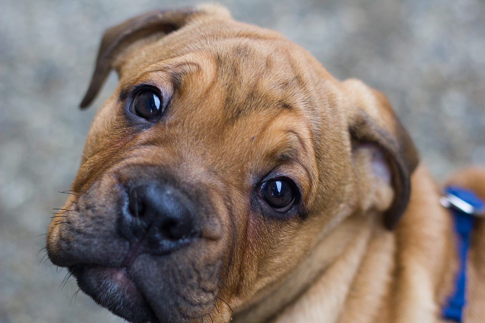 Spca Near Me Adoption Online