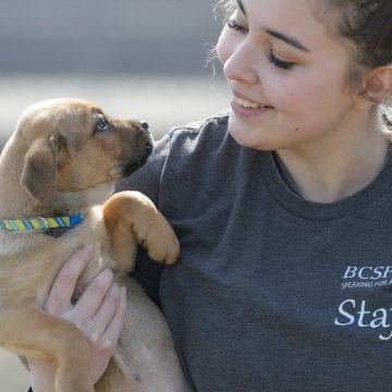 Bc Spca The B C Society For The Prevention Of Cruelty To Animals