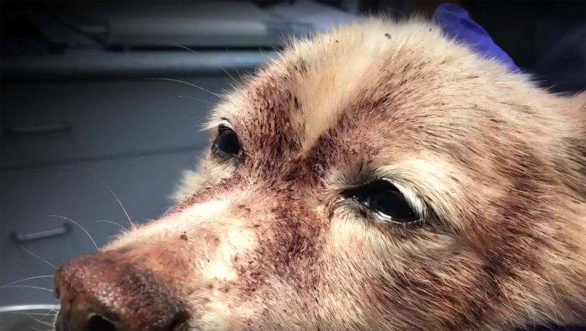 Two Nanaimo dogs honoured at 2018 BC SPCA Awards Ceremony Two Nanaimo dogs honoured at 2018 BC SPCA Awards Ceremony