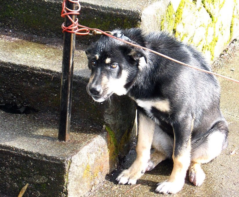Speak Out Let Your Elected Leaders Know Animals In Your Community
