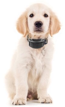 The shocking truth about electronic collars - BC SPCA