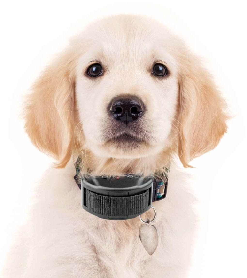 How to use 2024 electric collar on dog