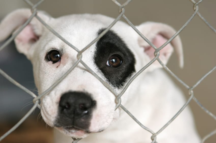 Can Pet Stores Sell Dogs In California