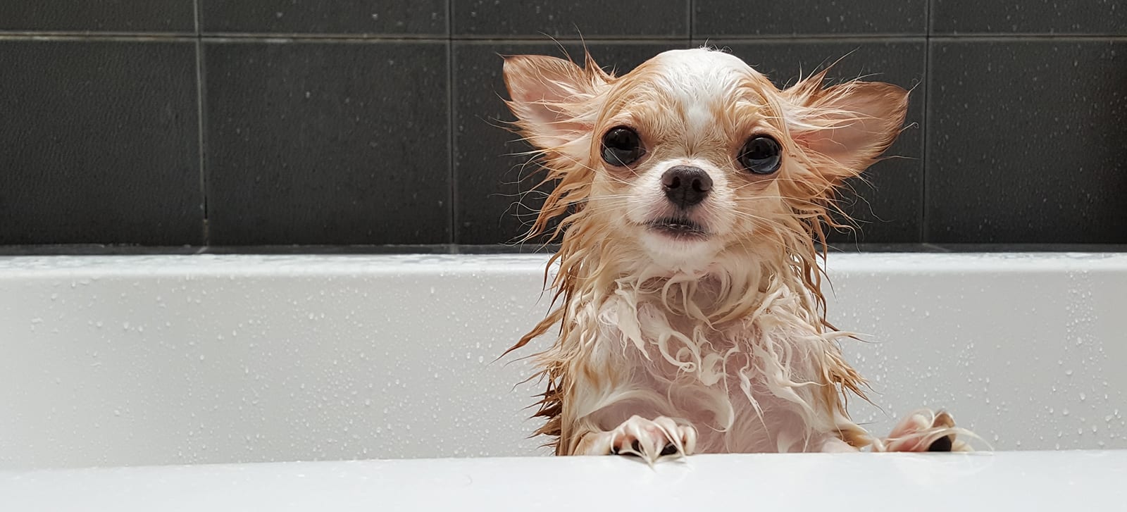 https://spca.bc.ca/wp-content/uploads/dog-small-cute-chihuahua-in-bath.jpg