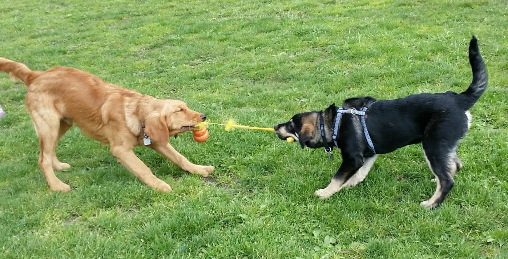 Should Dogs Play Tug-of-War?