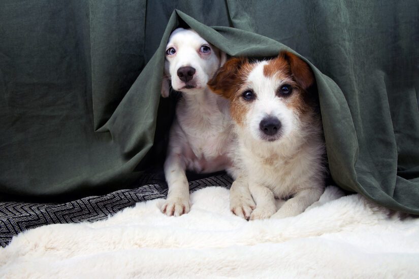 2 scared dogs hiding under a bed