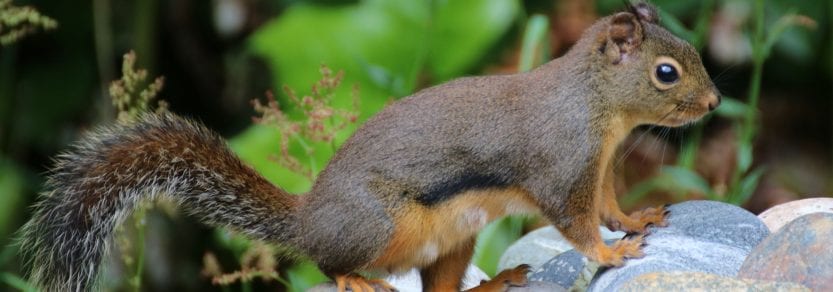Douglas squirrel standing on rocks