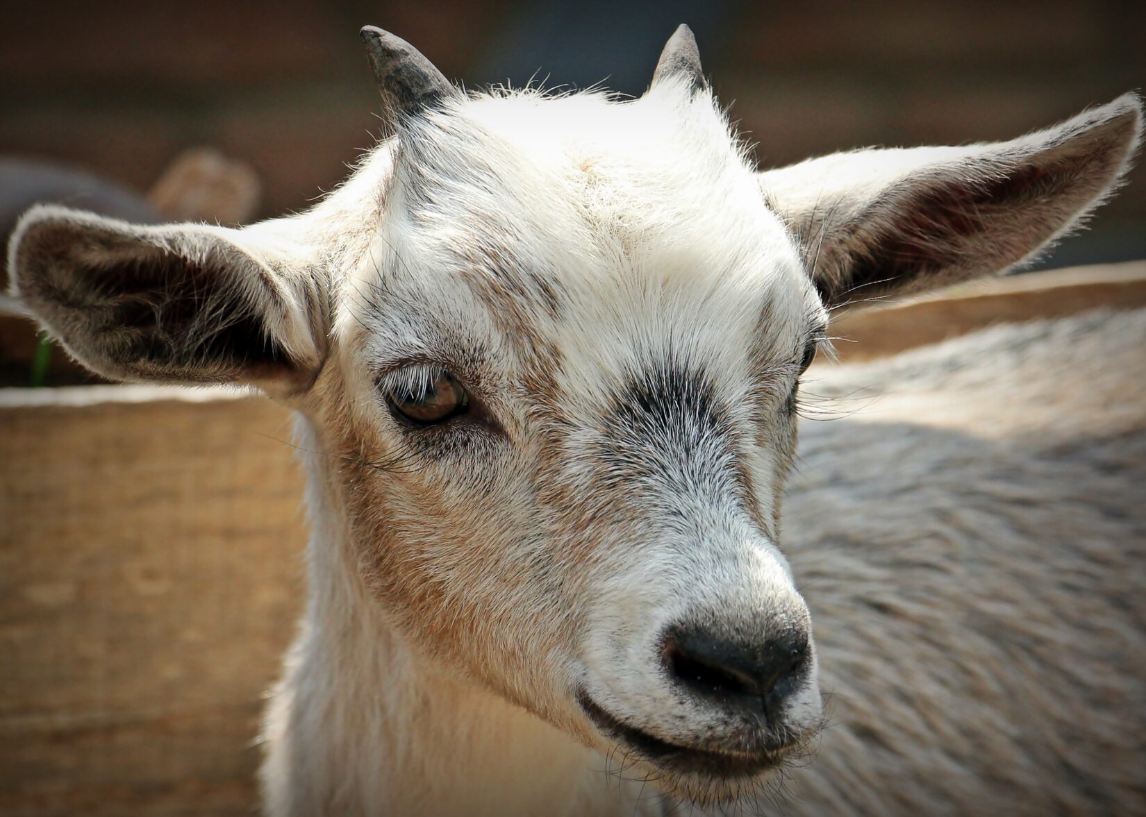 New Canadian Welfare Standards For Goats Released BC SPCA
