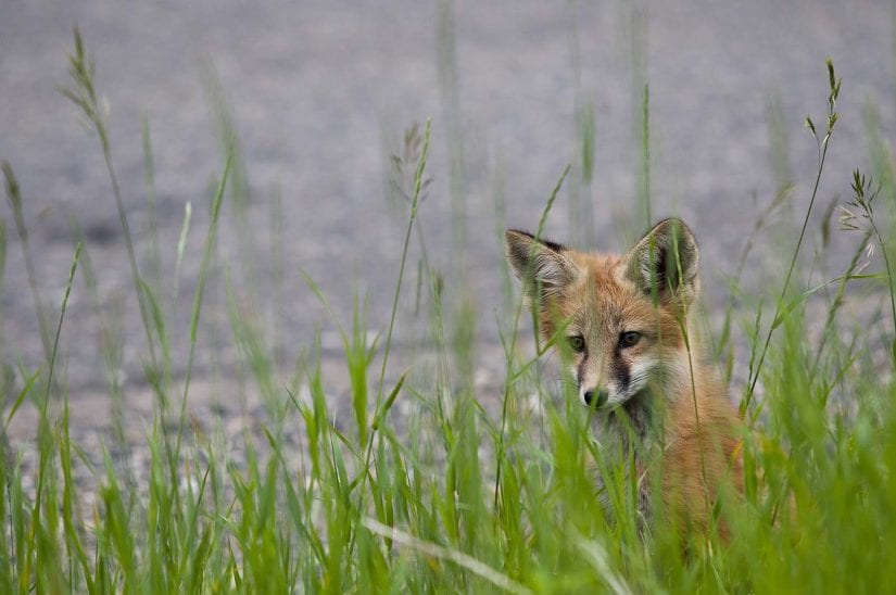 Wild fox near water behind long grass looking curious