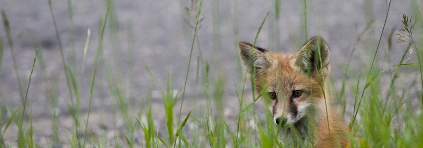 Wild fox near water behind long grass looking curious