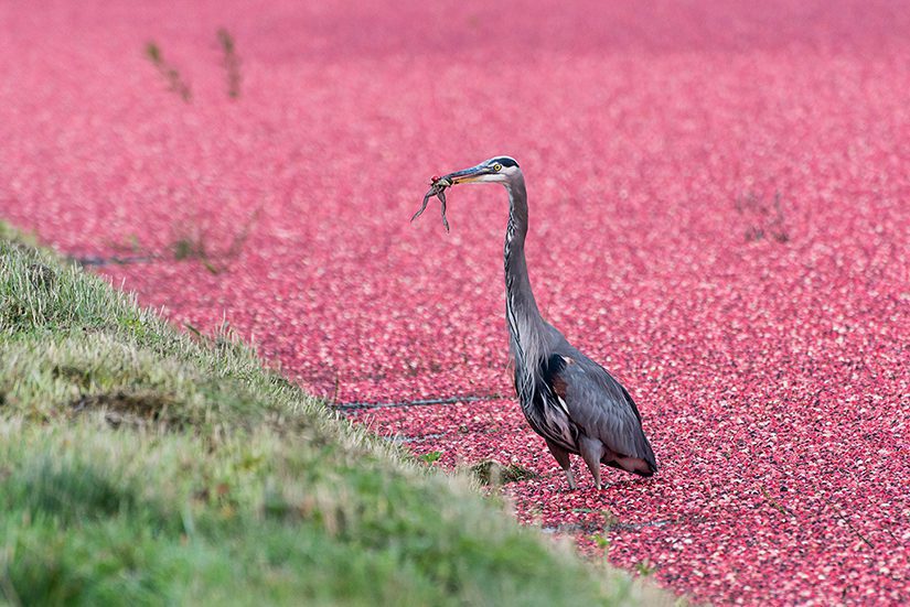 Heron in cranberry field