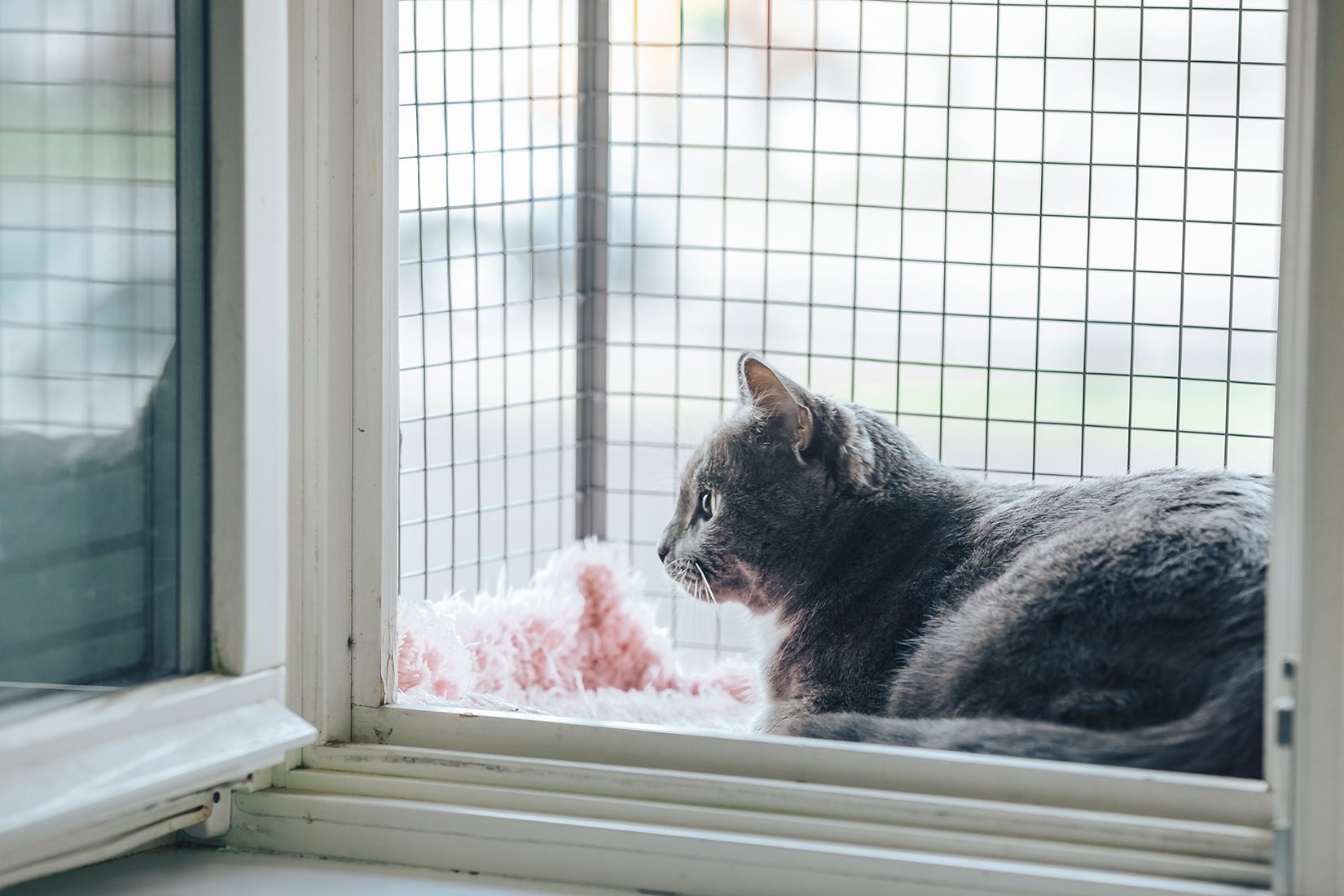 Cat shop window catio