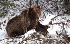 Wild grizzly bear lounging over tree branch in snow. Photo by Chris Aaron Gale
