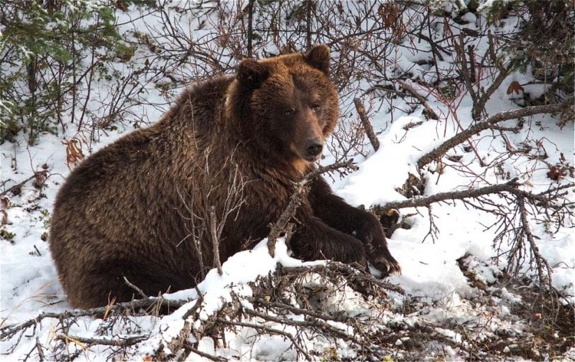 Wild grizzly bear lounging over tree branch in snow. Photo by Chris Aaron Gale