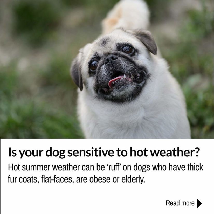 how to keep your dog cool inside