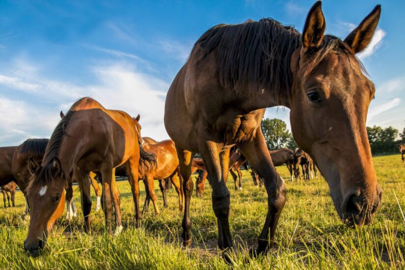 Horses grazing in a field