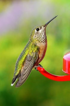 Rufous hummingbird sitting at feeder