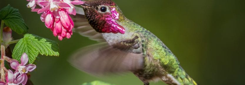 Wild hummingbird with pretty pink and green colours feeding from a pink flower