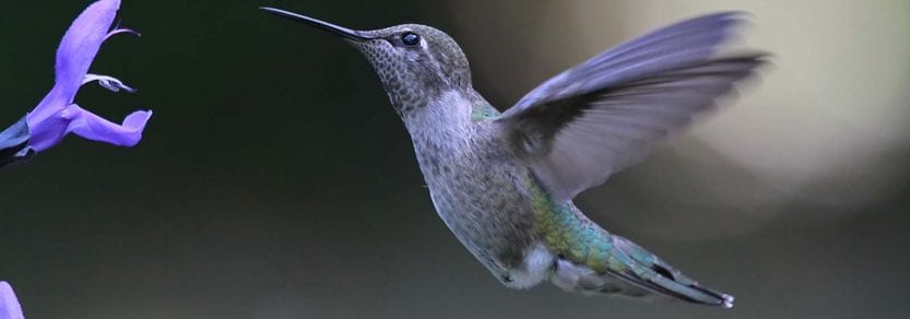 Wild purple hummingbird flying towards purple flowers
