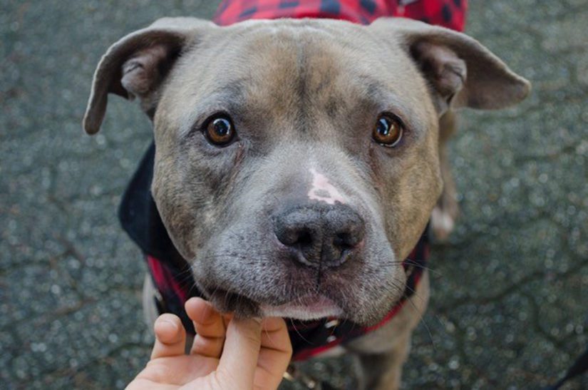 Gentle Kane Needs Your Help To Walk Without Pain Bc Spca