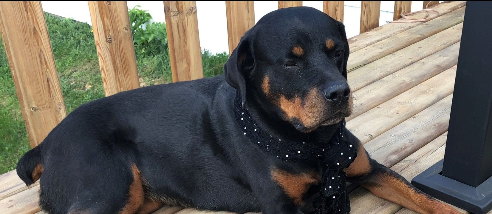 Pouce Coupe resident charged with animal cruelty BC SPCA