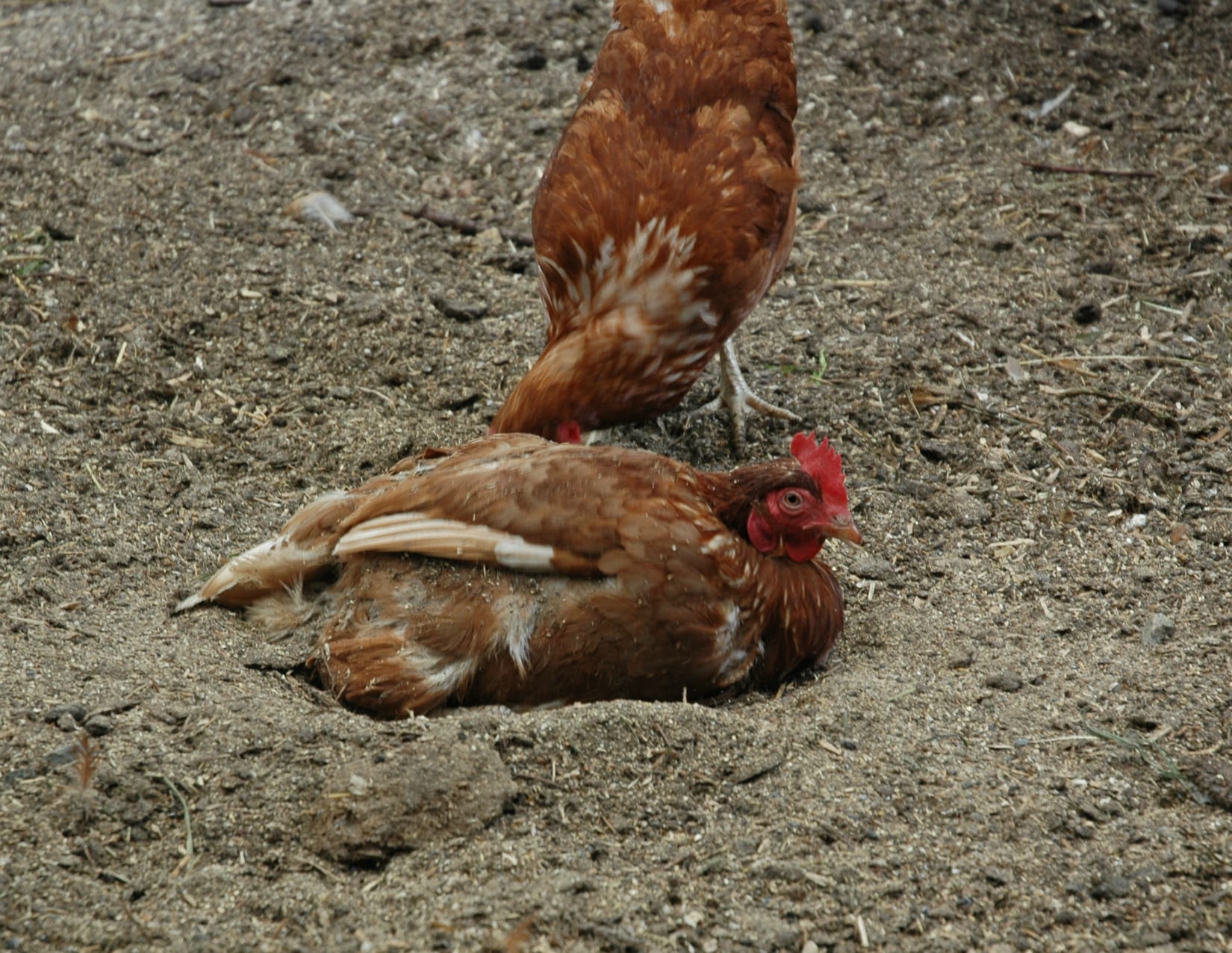 10 fun facts about chickens BC SPCA