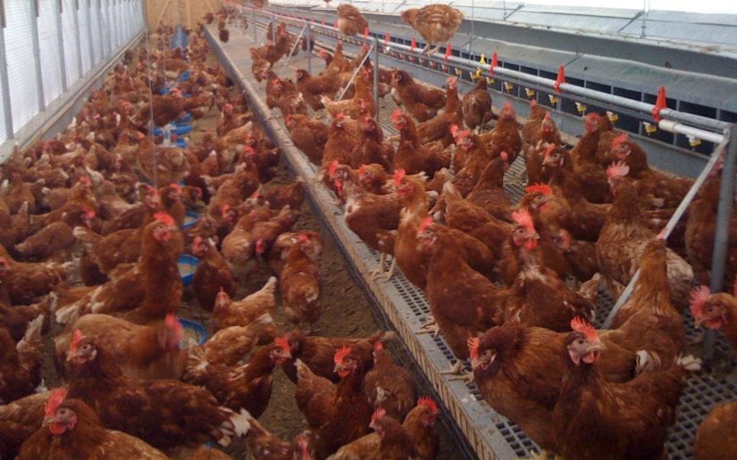 Egg Farming In Canada | Egg Production | Egg-laying Chickens