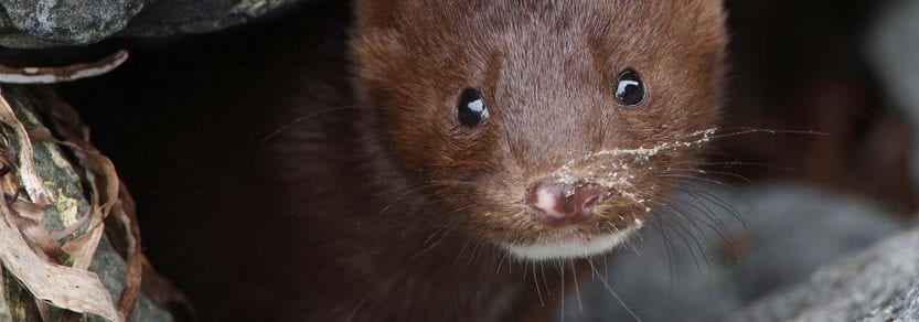 Close up eye contact shot of cute curious wild mink looking out from rocks
