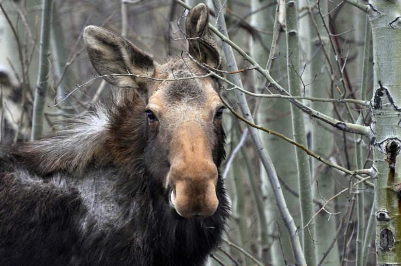 Close up shot of wild moose standing around thin trees