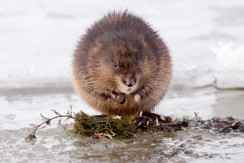 Wild muskrat standing on plants on a beach